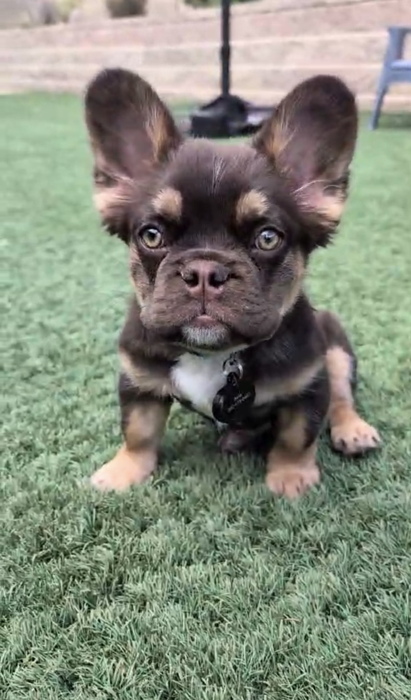 Rolo, our brown French bulldog with tan markings, beautiful light eyes, and big upright ears