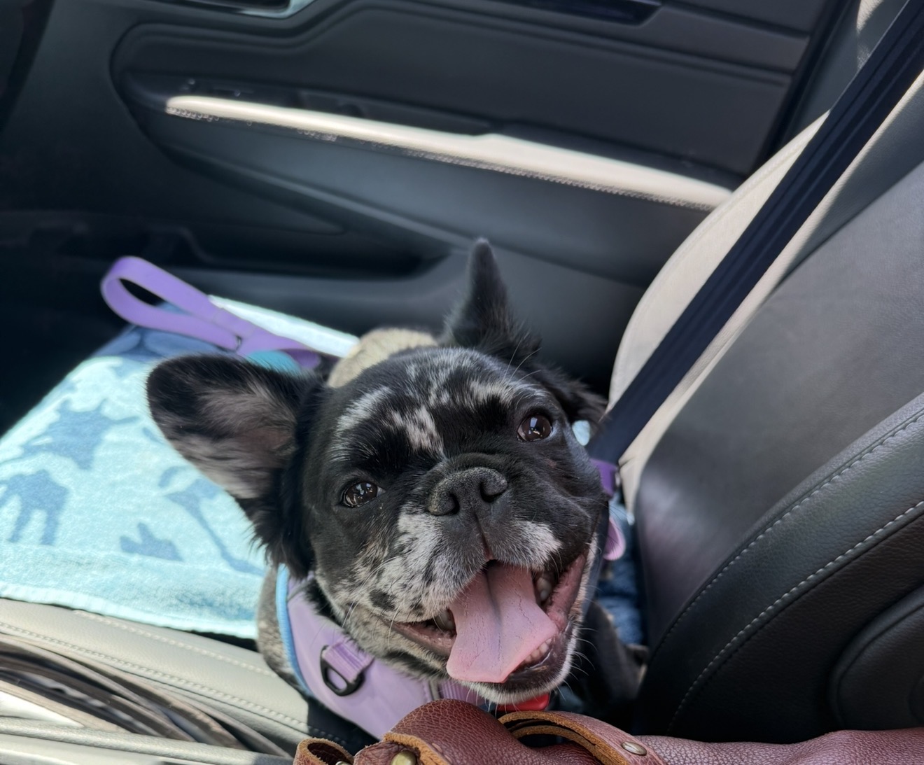 Our smiling black-and-silver merle French bulldog with a happy tongue-out expression